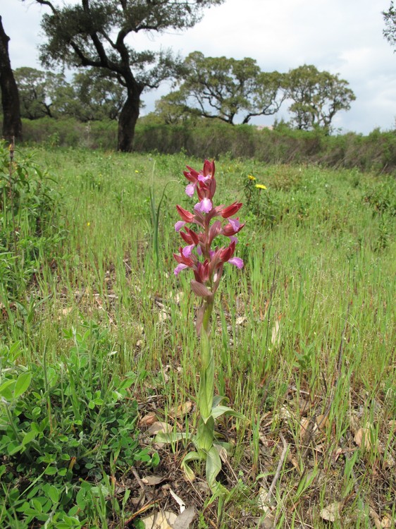 Anacamptis papilionacea
